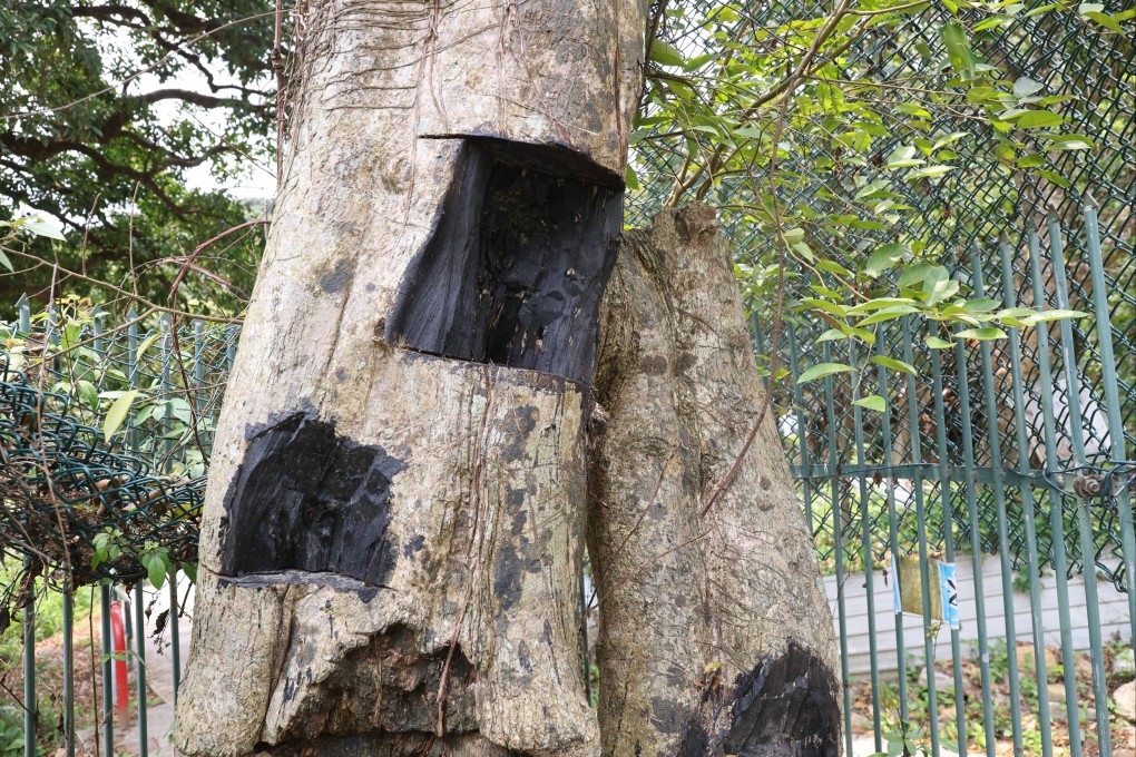 A Lamma Island incense tree, with some of its parts chopped off by poachers coveting its fragrant resin. Photo: Edmond So