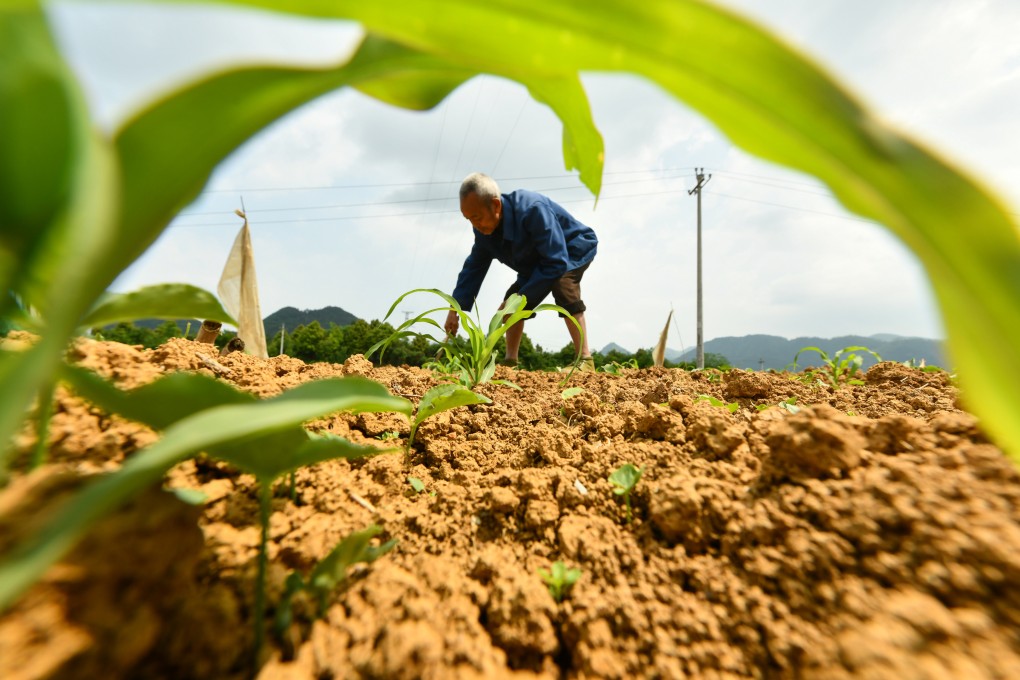 A villager transplants corn seedlings in a field in Zunyi City, southwest China’s Guizhou Province. Photo: Xinhua