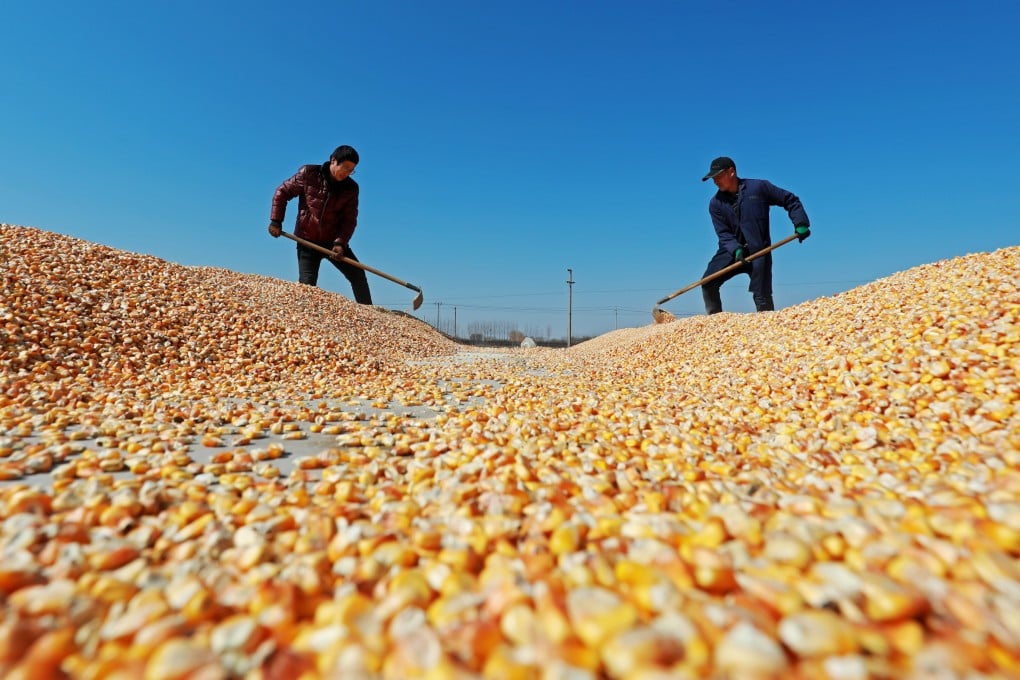 China has received its first shipment of South African corn, and that’s just the beginning. Photo: Shutterstock