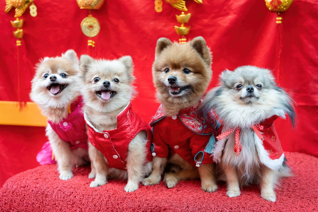 Young Chinese adults are fuelling a boom in the nation’s pet economy. Photo: Shutterstock