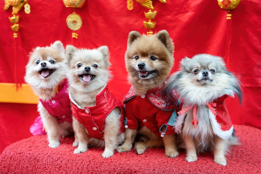 Young Chinese adults are fuelling a boom in the nation’s pet economy. Photo: Shutterstock