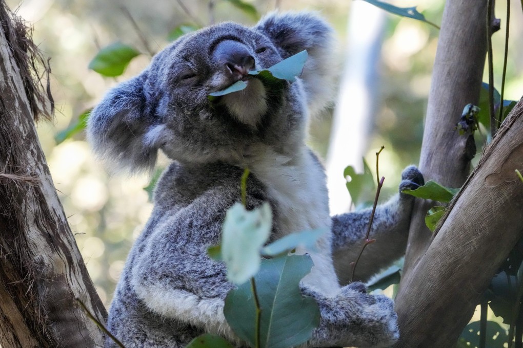 Australian scientists have begun vaccinating wild koalas against chlamydia to protect the marsupials against a widespread disease that causes blindness, infertility and death. Photo: AP