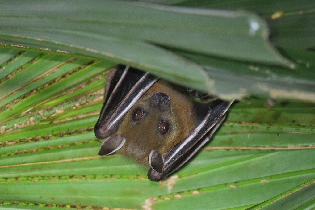 Short-nosed fruit bats are widely distributed across South and Southeast Asia and host several coronaviruses. Photo: Paul Leader