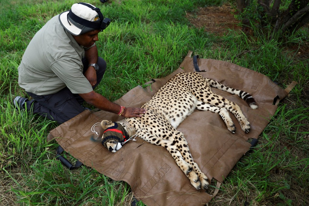 A wildlife official inspects a sedated cheetah before it was flown with 11 others from South Africa to India in February. Two have since died, along with another brought from Namibia. Photo: Reuters