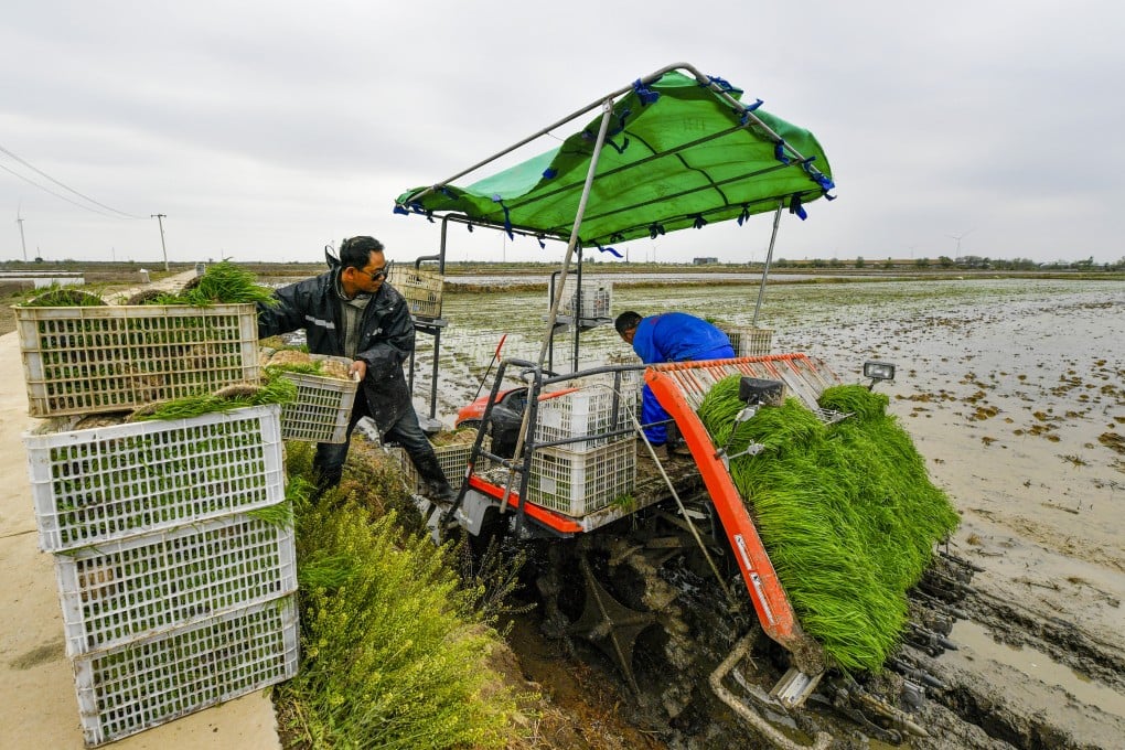 Researchers predict that by the end of this century, extreme rainfall, along with other climate-related changes could reduce rice yields by another 7.6 per cent in China. Photo: Xinhua