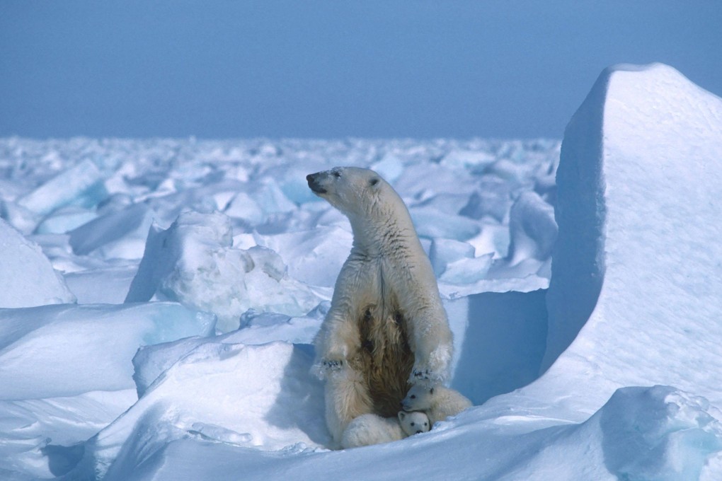 The Arctic Council carries out important research, including on polar bears. Photo: AFP
