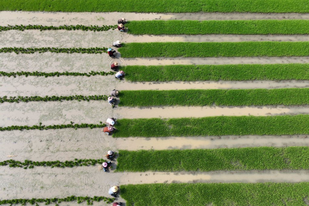 Chinese cadres with provincial-level governments are at risk of failing their appraisals if they do not meet quotas on farmland size, grain output and crop structure. Photo: Xinhua