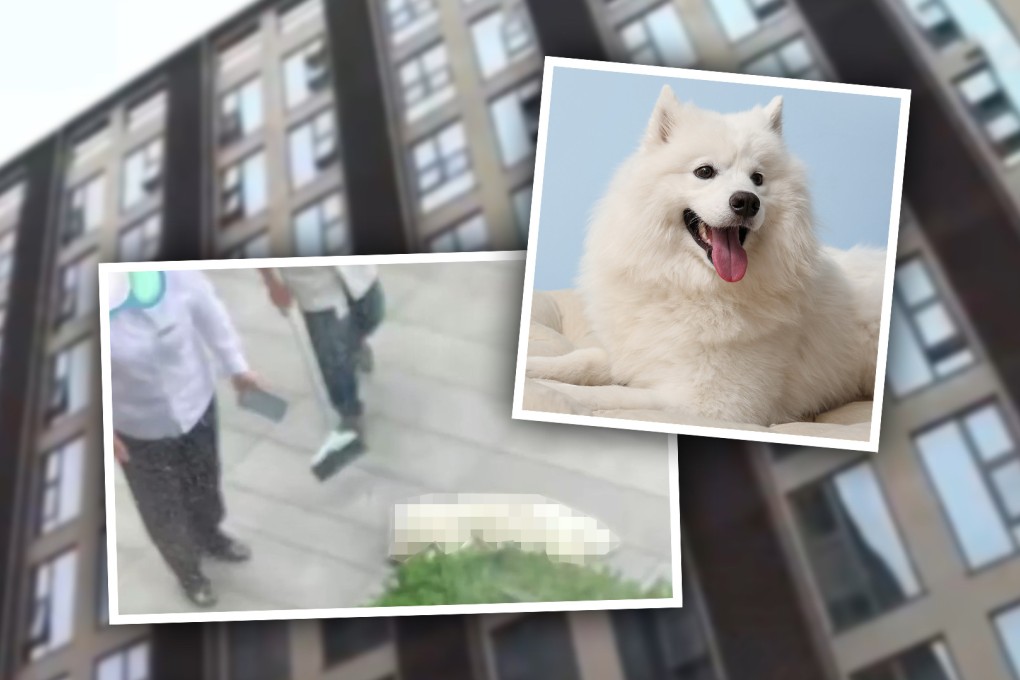 A dog s life is also a life man hurls dog from 7th floor during lovers spat killing pet then is detained for throwing object from height angering many in China South