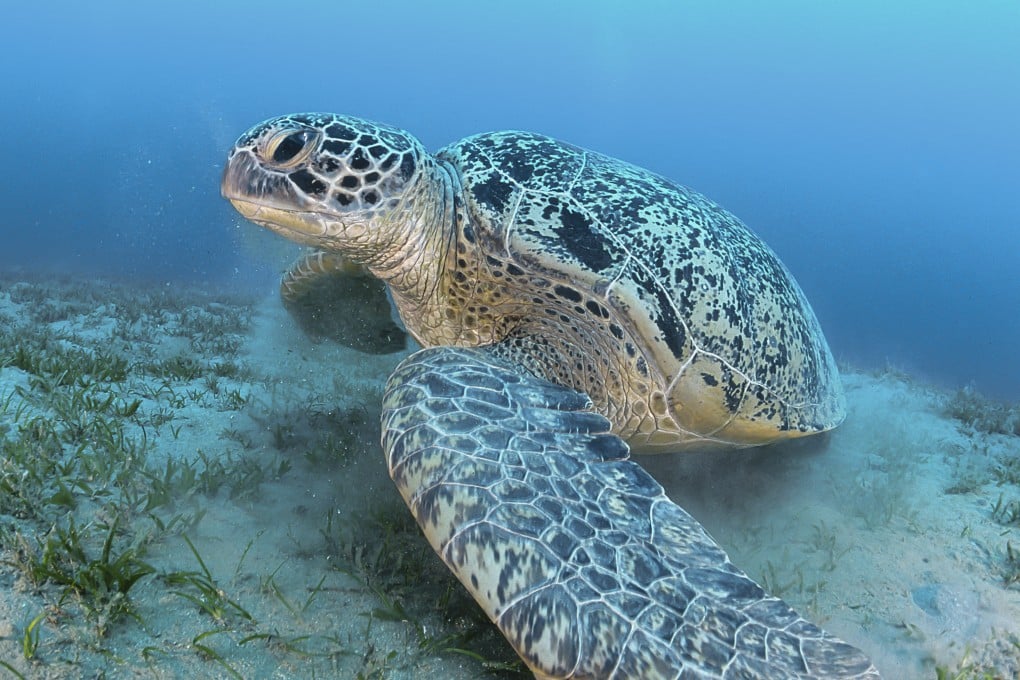 A huge green sea turtle feeds on sea grass in shallow water in the Red Sea, near Egypt, on April 21, 2020. Here’s a history of the words turtle, tortoise and terrapin ahead of World Turtle Day. Photo: Getty Images