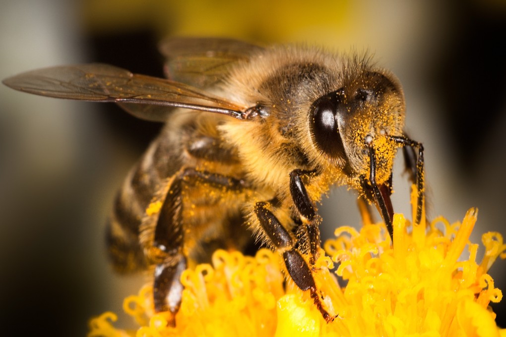 A large number of stings over a short time can trigger a serious physical reaction to the venom. Photo: Shutterstock