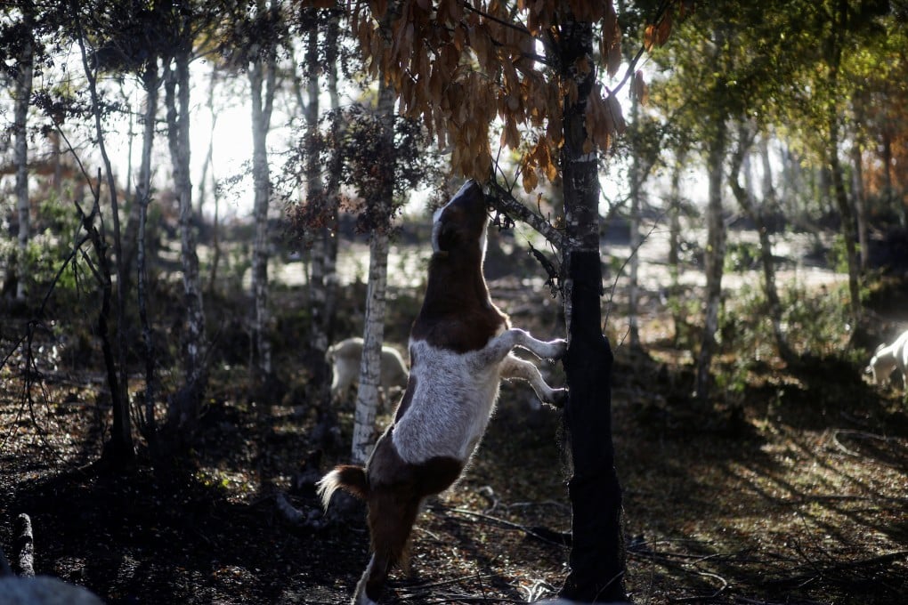 A goat of the “Buena Cabra” (Good Goat) project, an initiative that relies on goats to control dry pastures and other vegetation that fuel forest fires in Santa Juana, Chile. Photo: Reuters
