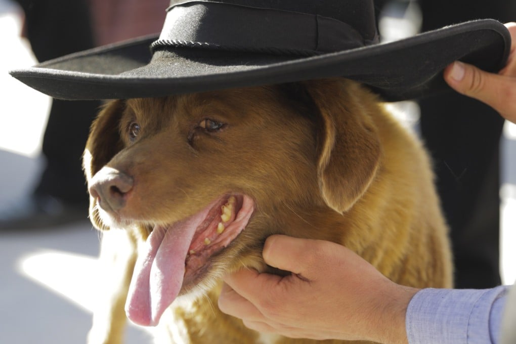 Bobi, the world’s oldest dog, during his 31st birthday party in a central Portugal village on May 13. Photo: EPA-EFE