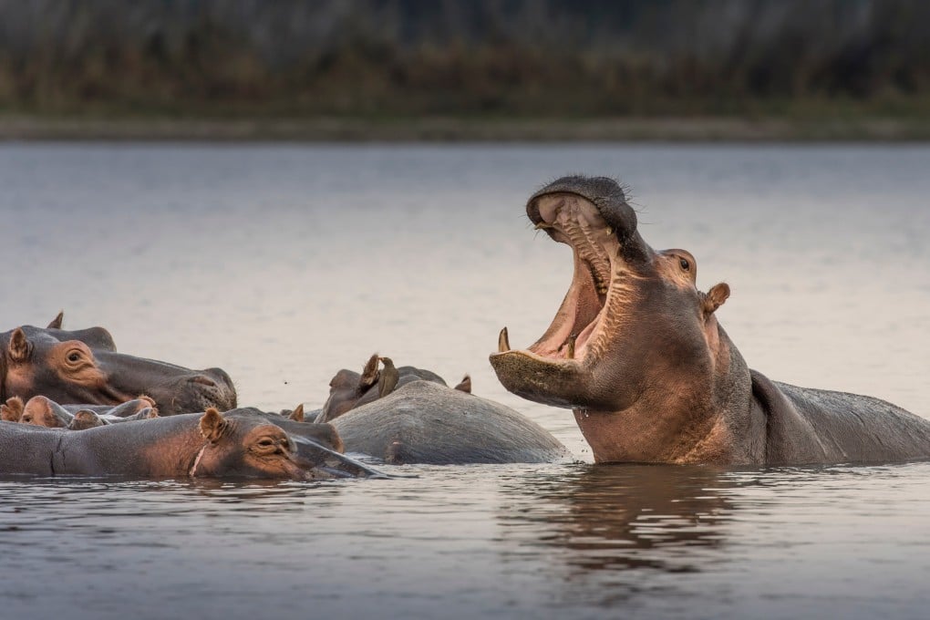 Hippos are seen in Malawi’s Liwonde National Park. Photo: Shutterstock
