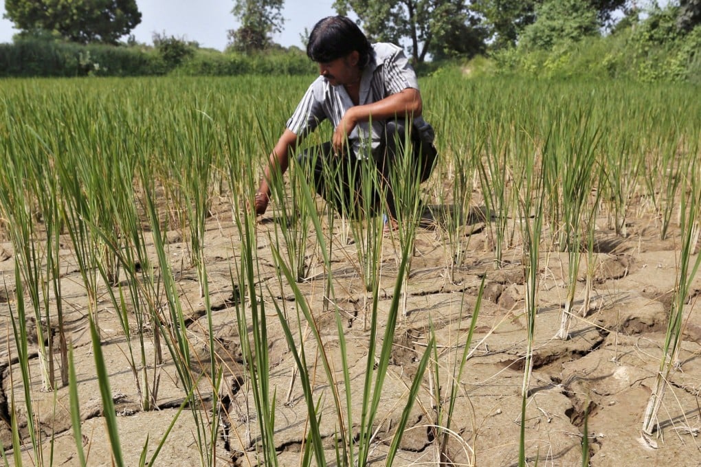 A farmer removes dried plants from his parched paddy field on the outskirts of Ahmedabad, India. Photo: Reuters