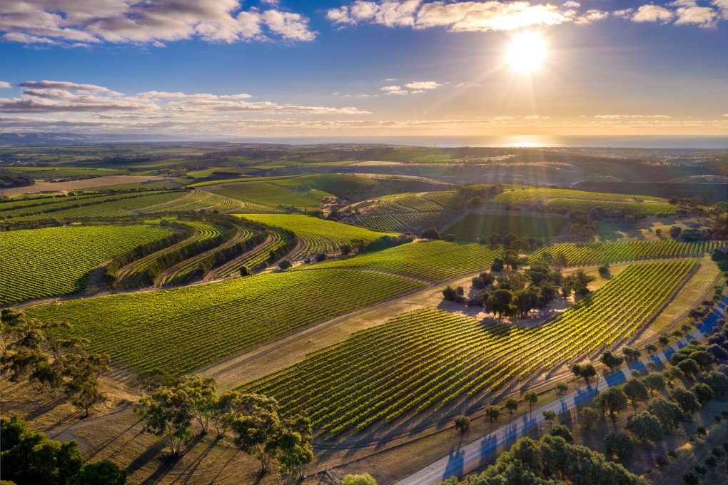 McLaren Vale, famous for rich shiraz wines, is one of Australia’s most progressive and environmentally sustainable wine-growing regions. Photo :  McLaren Vale Grape Wine & Tourism Association