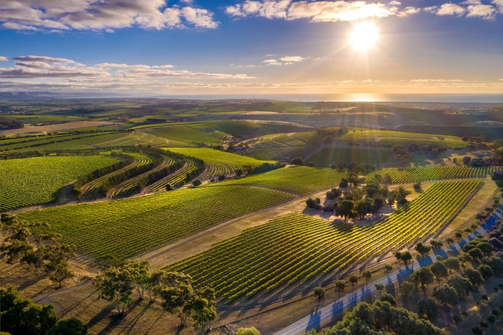 McLaren Vale, famous for rich shiraz wines, is one of Australia’s most progressive and environmentally sustainable wine-growing regions. Photo : McLaren Vale Grape Wine & Tourism Association