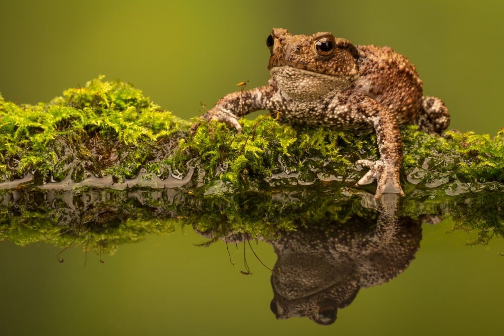 A common toad (above). George Orwell wrote an essay, “Some Thoughts On The Common Toad”, and the nocturnal choruses of a related animal, the bullfrog, prompt some thoughts in a Hong Kong writer, and some solace. Photo: Getty Images