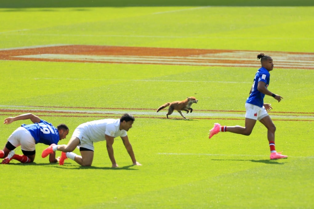 A fox is seen running on the pitch during the HSBC World Rugby Sevens Series at Twickenham Stadium. Photo: dpa