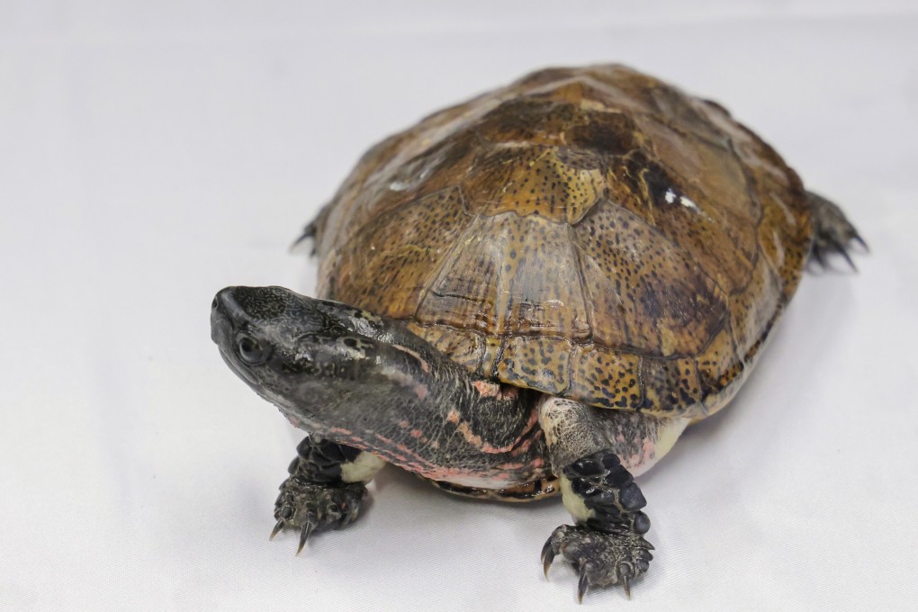 Drastic decline in 3 of Hong Kong’s freshwater turtle species, study ...
