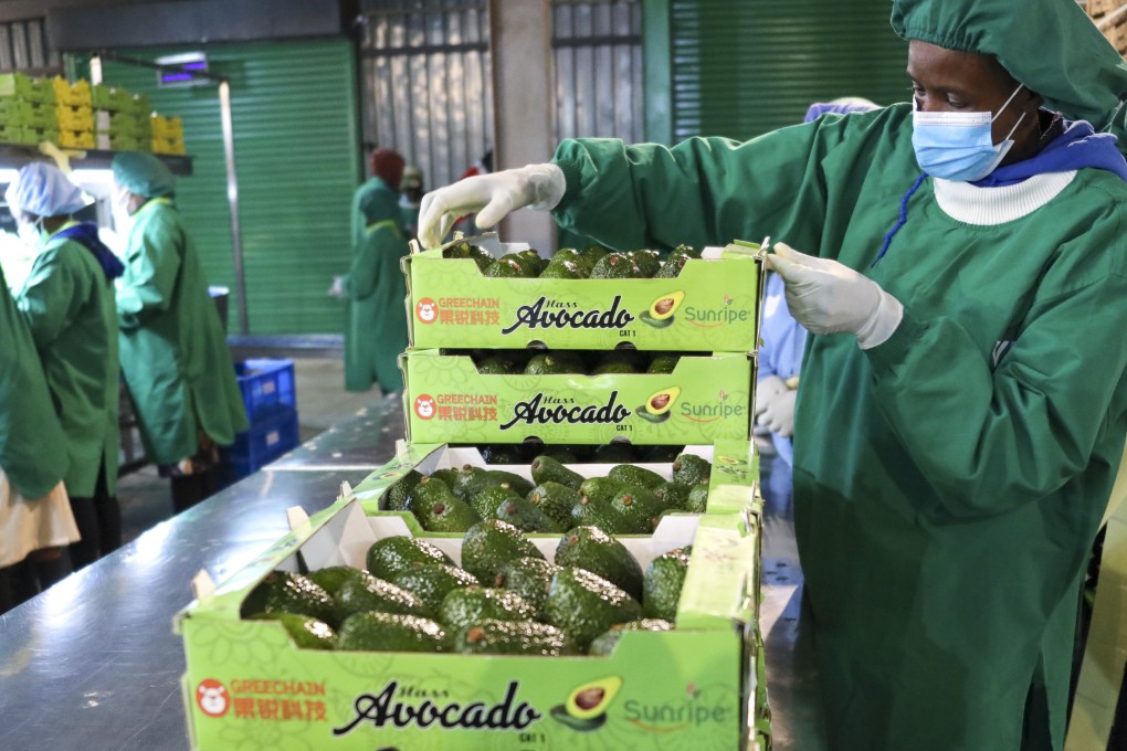 Hunan’s agricultural imports from Africa have increased 16-fold in 2023 as the province in central China buys more products from the continent, including avocados from Kenya. Photo: Xinhua