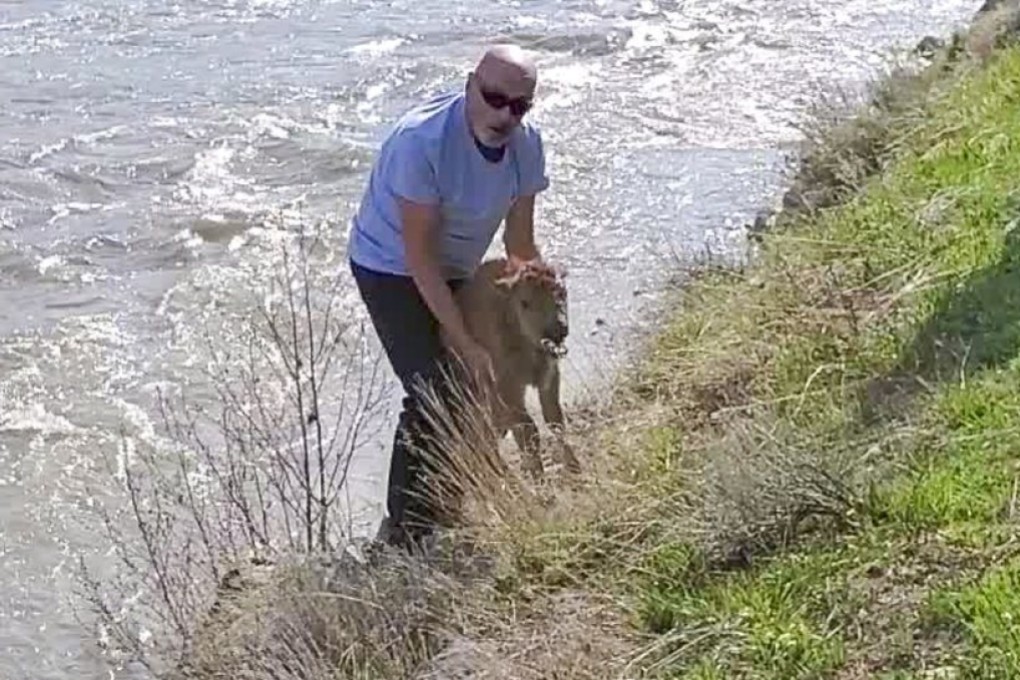 Yellowstone park officials are investigating the bison calf incident. The suspect was a white male in his 40s or 50s who was wearing a blue shirt and black pants. Photo: Yellowstone National Park