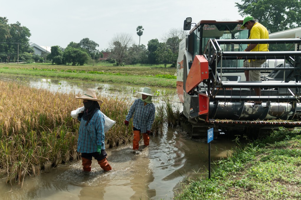 Workers harvest rice in a pilot field in Thailand. Photo: Bloomberg
