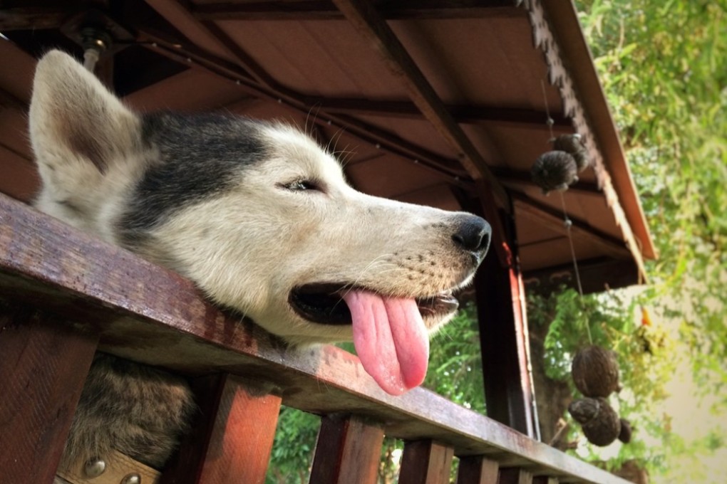 An elderly Malaysian man died while trying to prevent municipal officers from catching his pet dog. File photo: Shutterstock