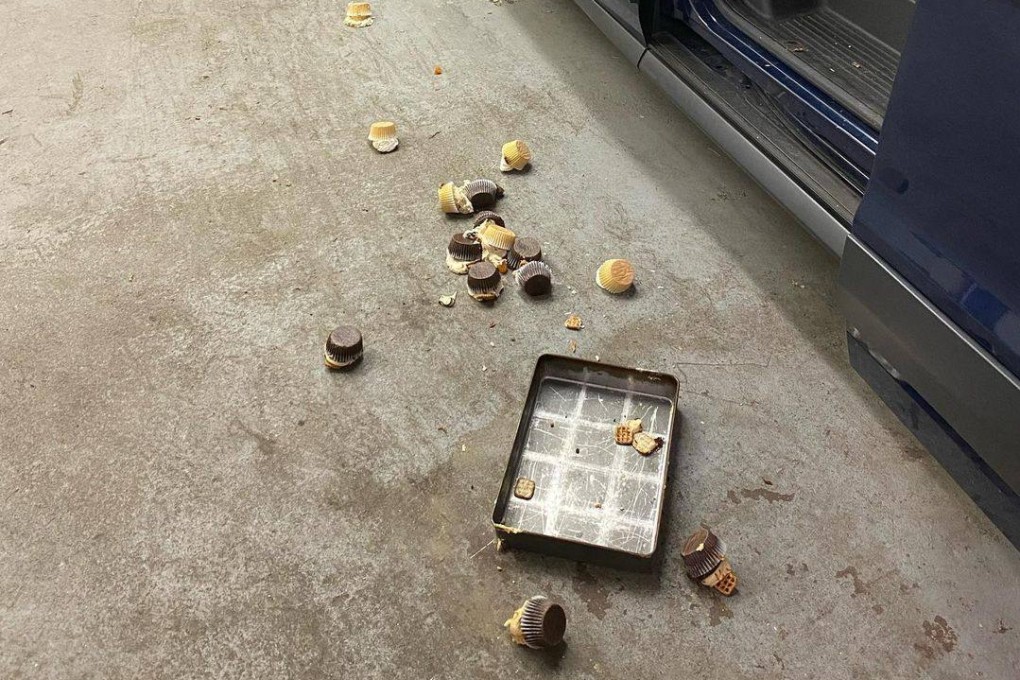 The bakery owner said the bear ate 60 cupcakes. Photo: Instagram/tastebyspellbound