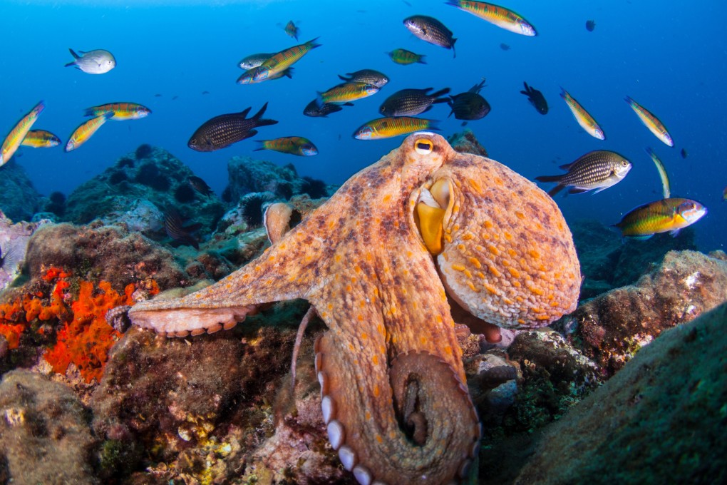 An octopus in an unspecified location. A similar creature has been filmed in a New York laboratory, possibly having a nightmare. Photo: Getty Images