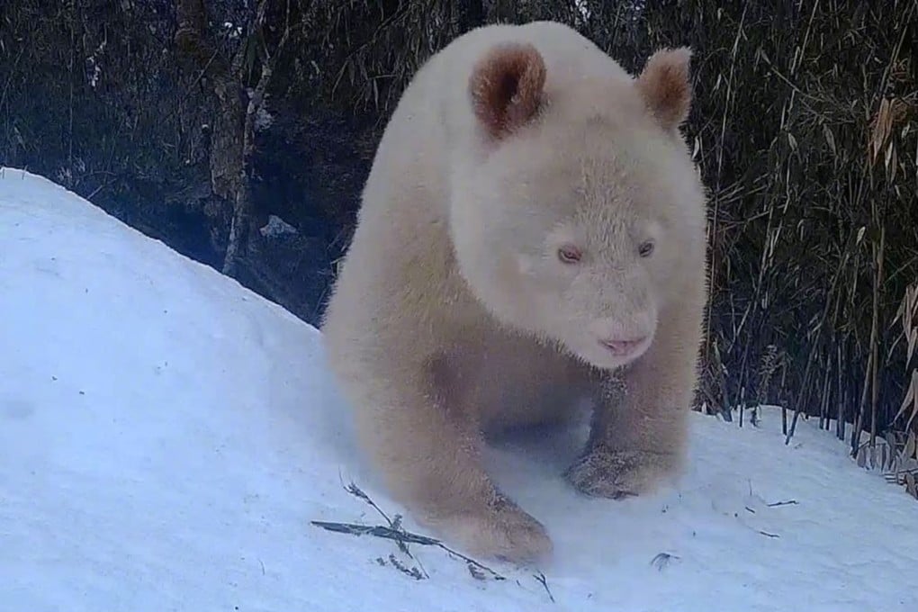 The albino giant panda is believed to be about five or six years old, and does not appear to be suffering from any health problems, according to China’s state broadcaster CCTV. Photo: Weibo