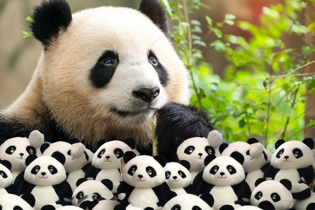 Online sales of panda toys jumped 10-fold in China ahead of Ya Ya’s return from the US as pandas continue to win hearts at home and abroad. Composite image: SCMP