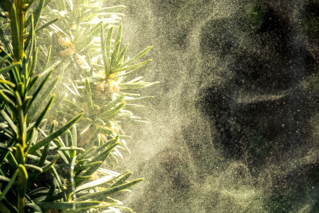 Pollen is released from a cedar tree. Japan plans to replace more than 90 per cent of the young cedar trees it cuts down over the next 10 years with species that release less pollen. Photo: Shutterstock