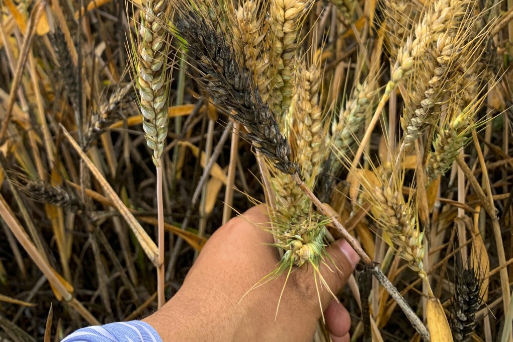 Blight-stricken wheat crops from recent rains have sent provincial-level authorities in China scrambling to mitigate the damage. Photo: Weibo