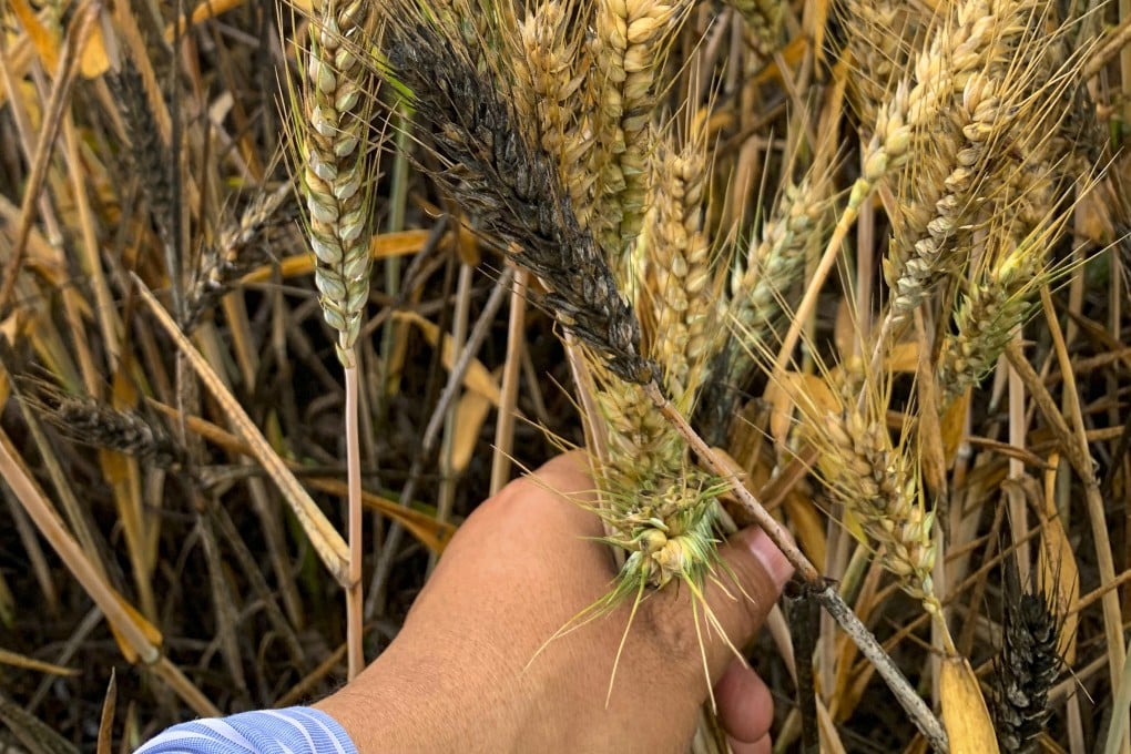 Blight-stricken wheat crops from recent rains have sent provincial-level authorities in China scrambling to mitigate the damage. Photo: Weibo