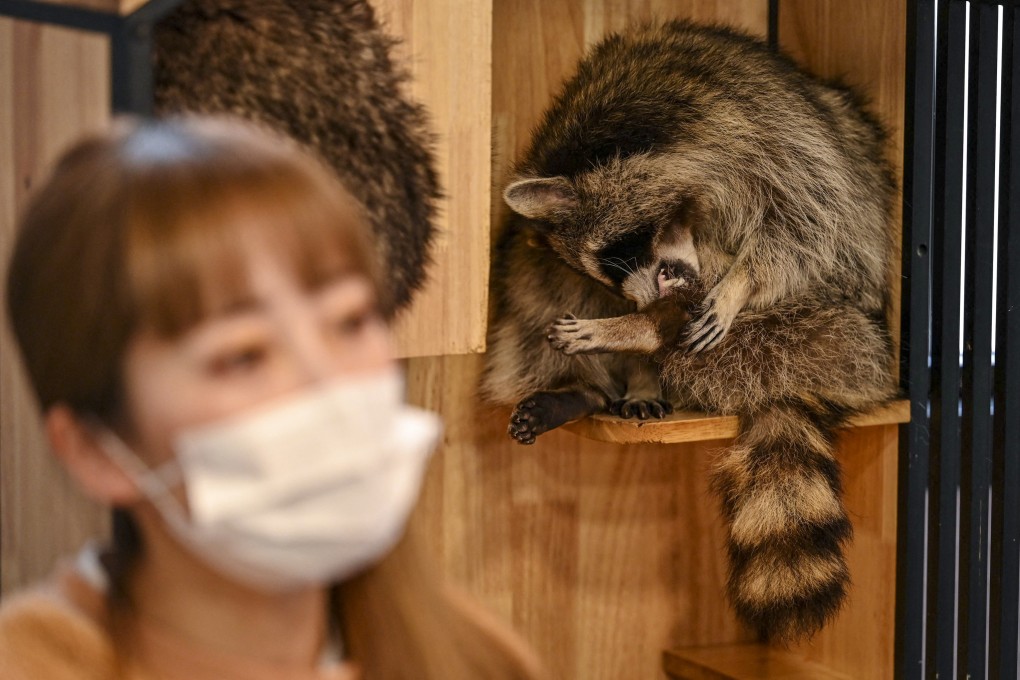 Imports of juvenile raccoons to Japan began soon after the first “Rascal the Raccoon” cartoon was aired on Japanese television in 1977. Photo: AFP