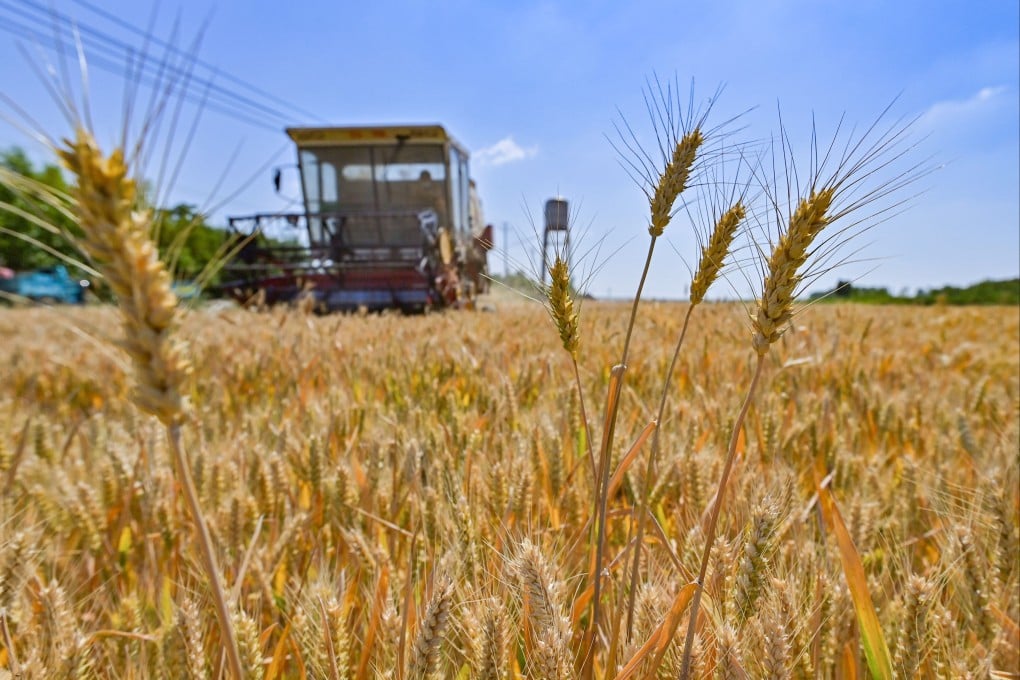 China is the world’s top wheat producer, but a new study says the country needs to prepare for the effects of more extreme weather. Photo: Xinhua