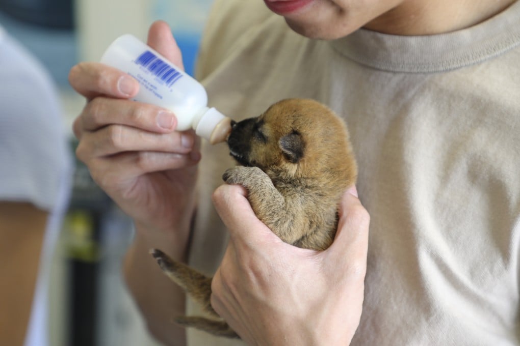 A veterinary student learns to care for a puppy. Hong Kong has more than 1,100 registered vets, of whom more than 800 hold a valid practising certificate to perform surgery. Photo: Handout