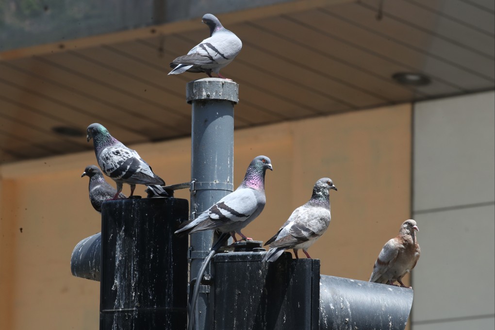 Hong Kong’s legislature may soon include feral pigeons in the definition of wild animal. Photo: SCMP/ Edmond So