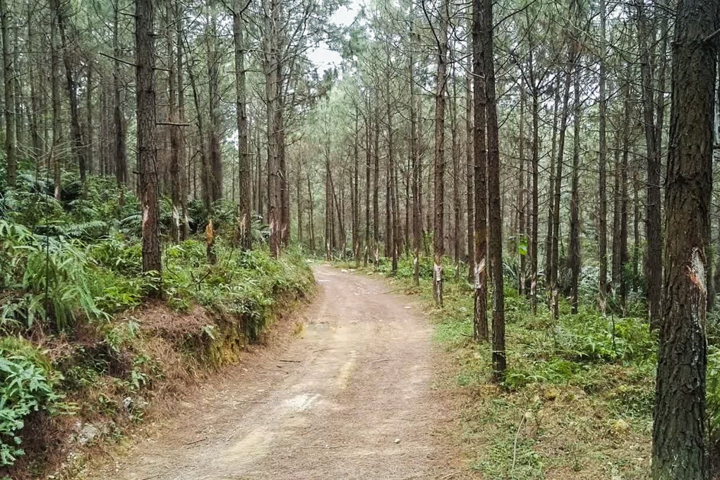 A forestation project run by Jiangxi Fenglin Investment in China’s eastern province of Jiangxi focuses on increasing the growth speed and pest resistance of conifer trees. Photo: Handout