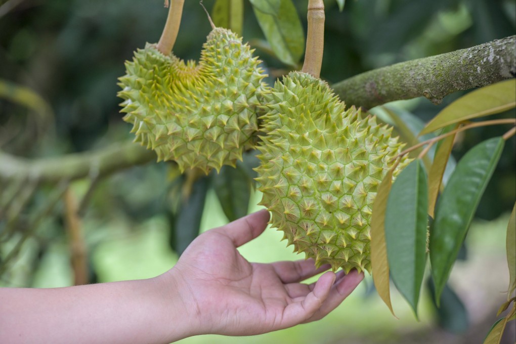 Durian trees in Hainan province (pictured) are “still immature”, and many do not yield much fruit, if any. Photo: China News Agency