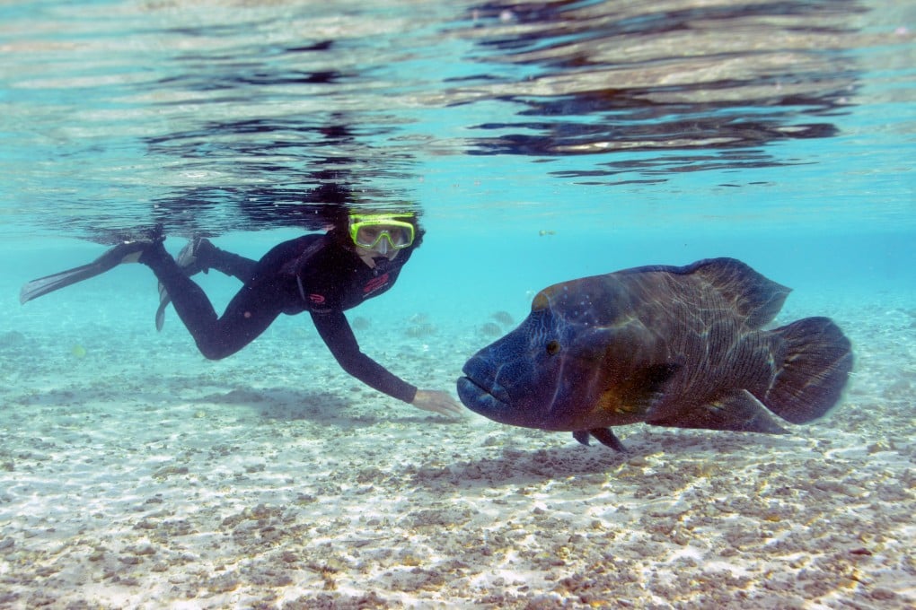 Hong Kong University researcher Yvonne Sadovy with a humphead wrasse in French Polynesia. The species is considered a delicacy in Hong Kong despite its endangered status. Photo: George Mitcheson