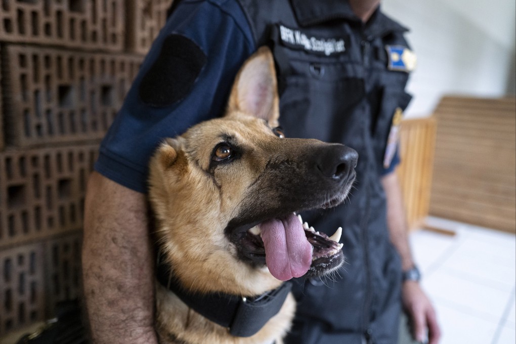 German shepherd injured in Ukraine war gets new start with Hungarian ...