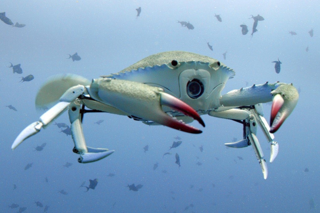 An animatronic crab with a camera installed swimming in waters off Indonesia for the new BBC series “Spy in the Ocean”. Photo: John Downer Productions
