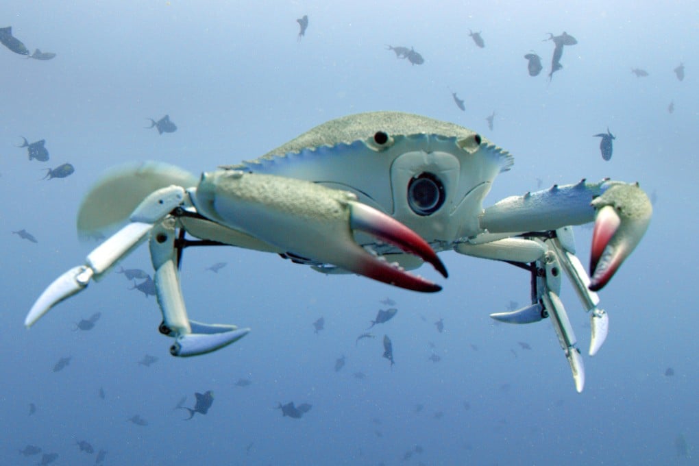 An animatronic crab with a camera installed swimming in waters off Indonesia for the new BBC series “Spy in the Ocean”. Photo: John Downer Productions