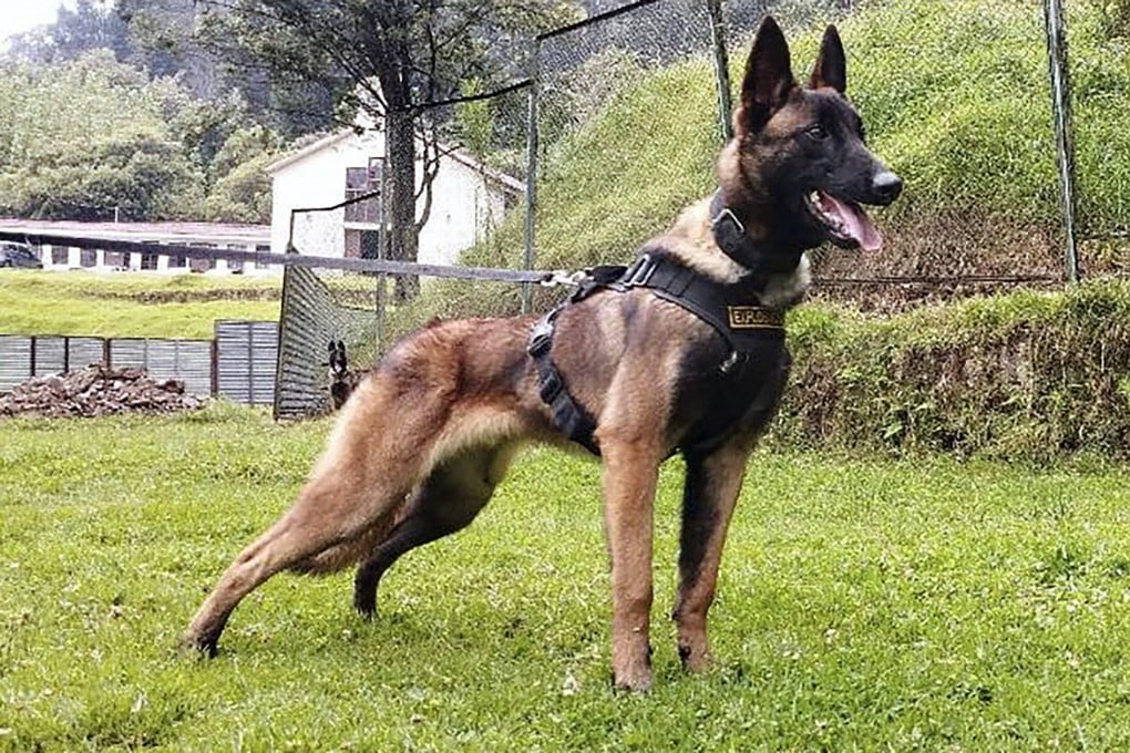 The Colombian army is looking for Belgian shepherd Wilson, who took part in the rescue of four indigenous children lost in the jungle. Photo: Colombian Army via AFP