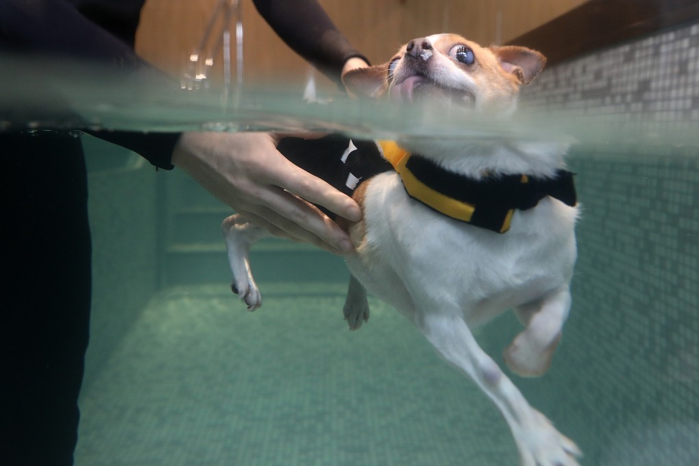 Consumer watchdog tells owners to be cautious when taking their pets swimming. Photo: Nora Tam