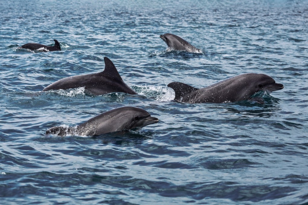 A school of dolphins swimming in the Black Sea. Photo: Shutterstock