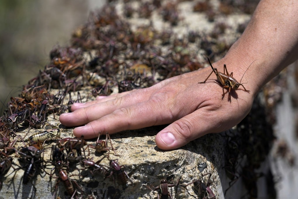 Jeremiah Moore has a cricket climb onto his hand during the migration of Mormon crickets in Spring Creek, Nevada, on Saturday. Photo: AP