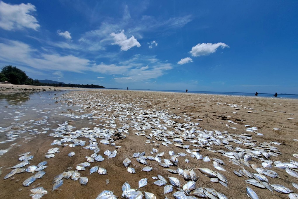 Dead fish washed up on the beach in Chumphon, Thailand. Photo: Reuters / Handout