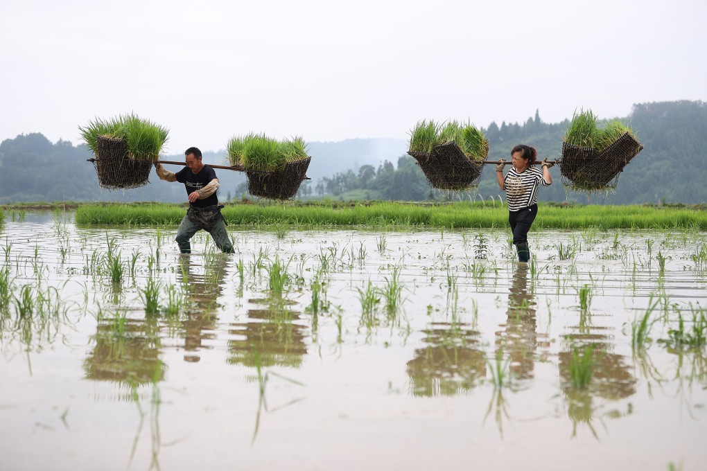 Agricultural expert Zhu Youyong has developed rice varieties that can grow in dry farmland instead of flooded paddy fields. Photo: Xinhua